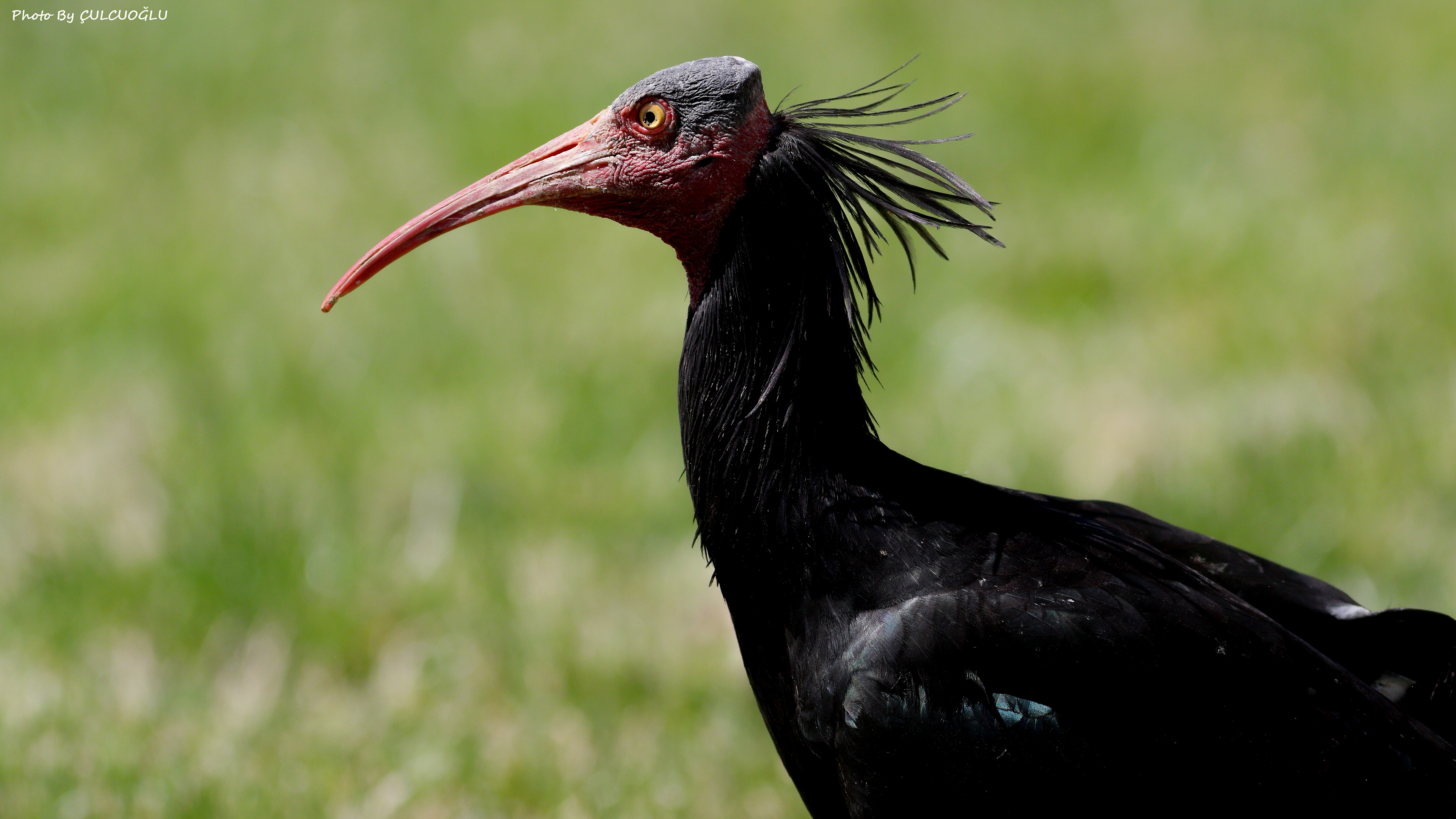 Northern Bald Ibis